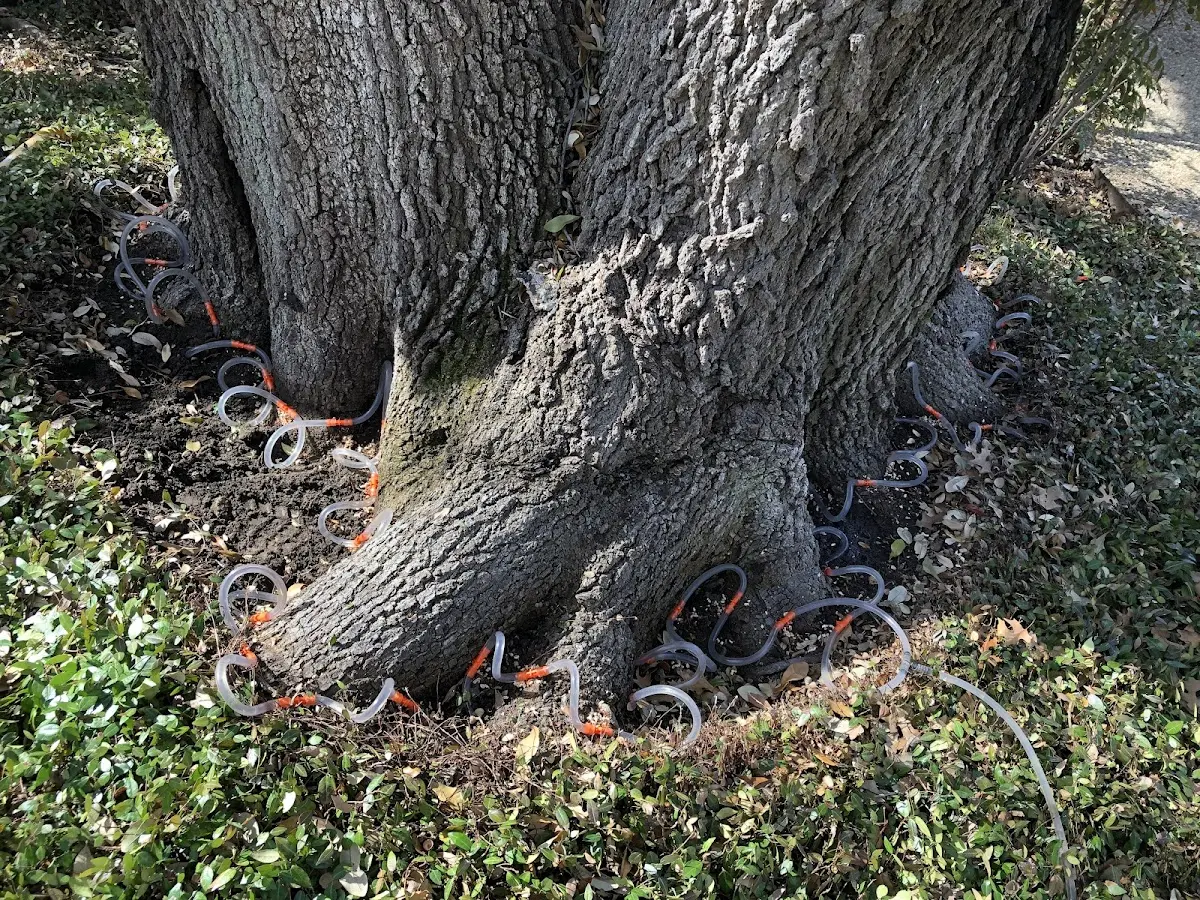 Detailed Tree Cabling and Bracing job site in Danvers