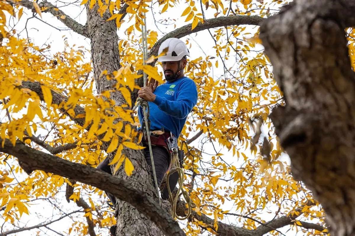 Skilled Tree Trimming crew working in Danvers